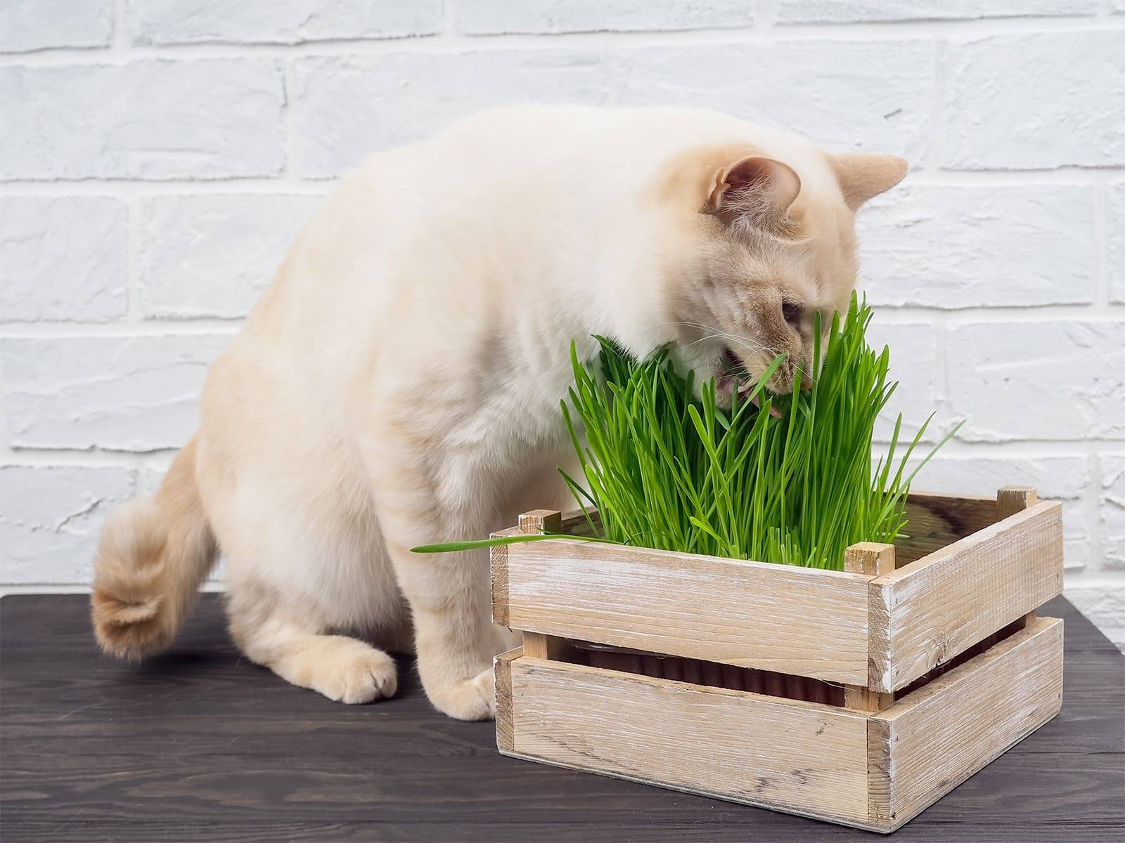 Katzengras Wirkung - Katze knabbert an Gras