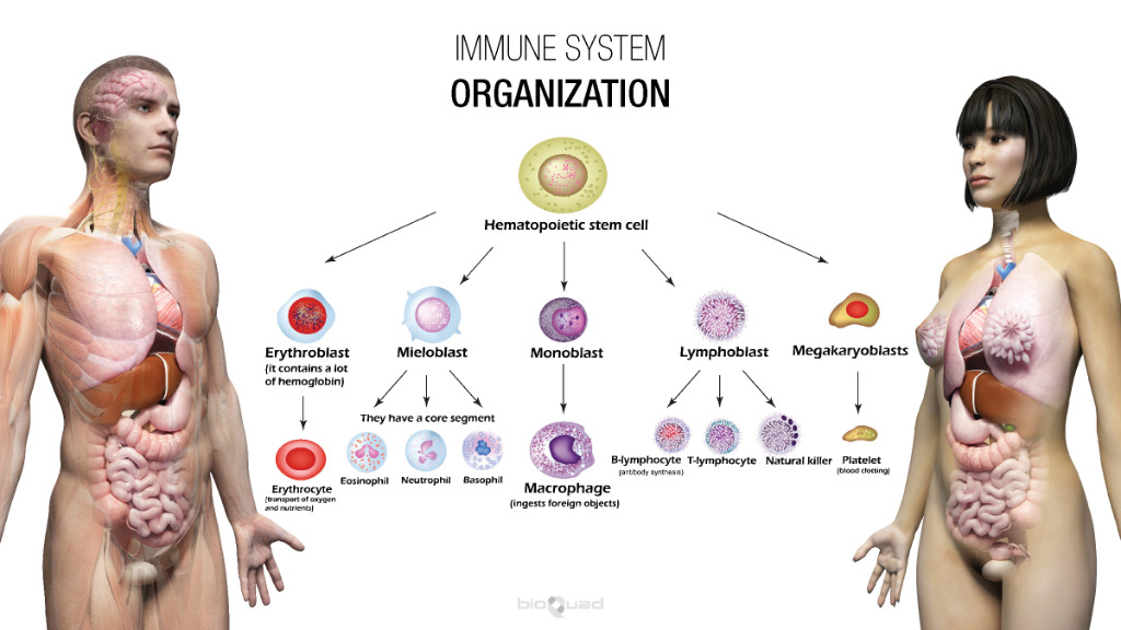 male and female human body showing immune system organization