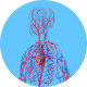 Illustration of human circulatory system with red and blue vessels.