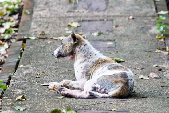A white and brown mixed breed dog with visible signs of mange lays on grey pavement with dead leaves on the ground