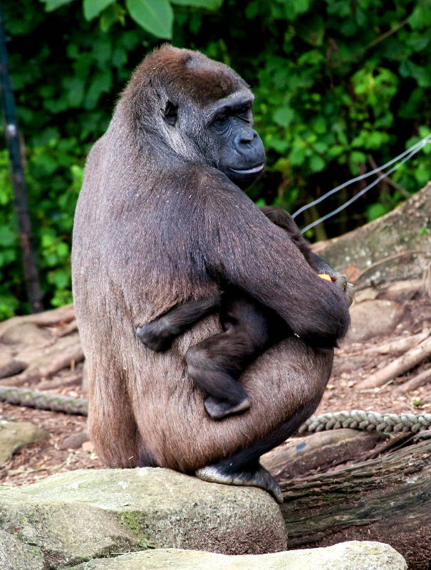Female gorilla holding her baby gorilla on her hip with back supported