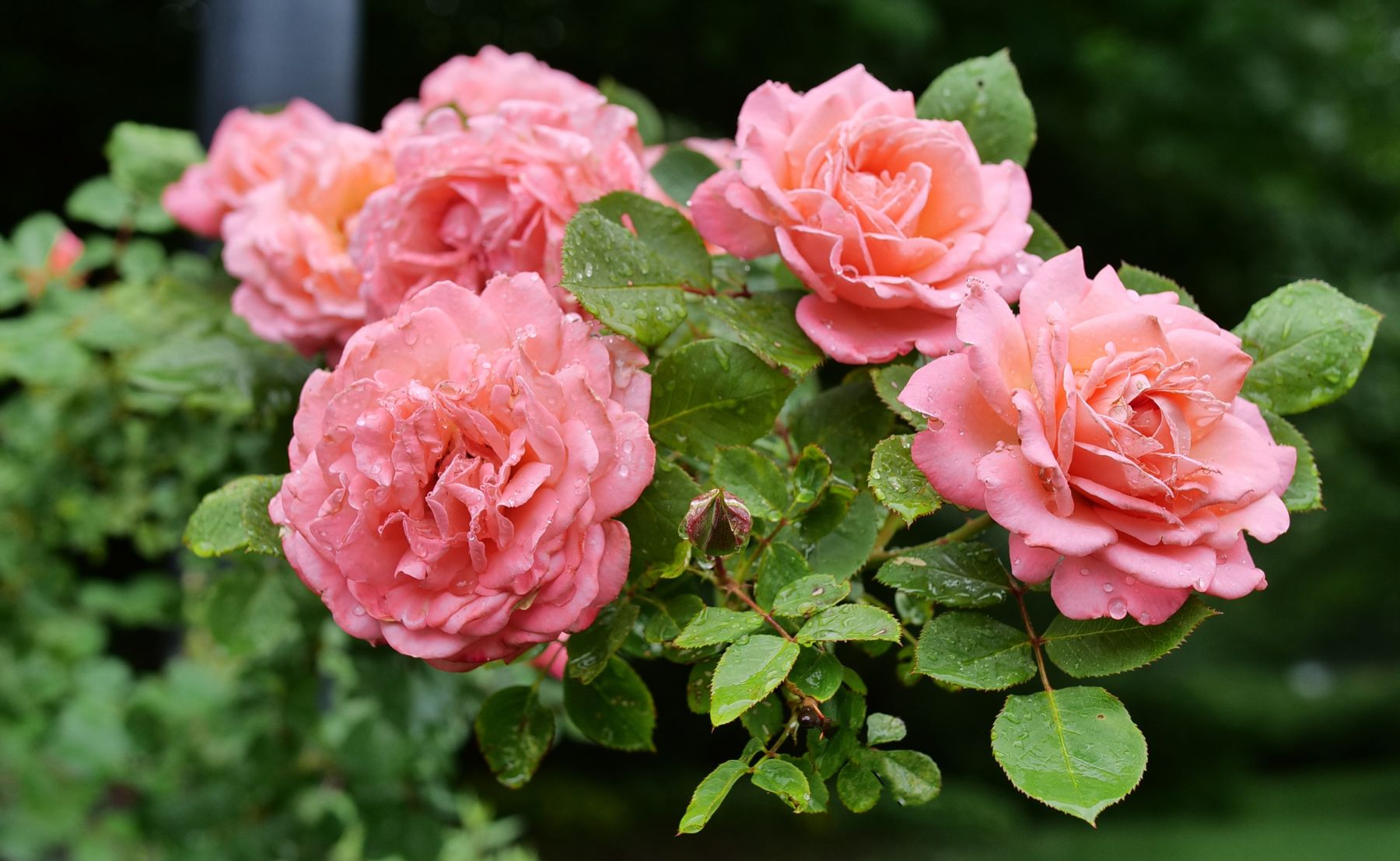 Photo of Reminiscent® Coral Rose