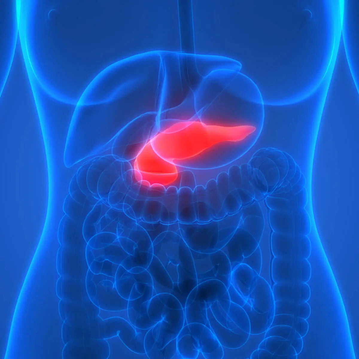 Diagram of human digestive system highlighting the liver in red.