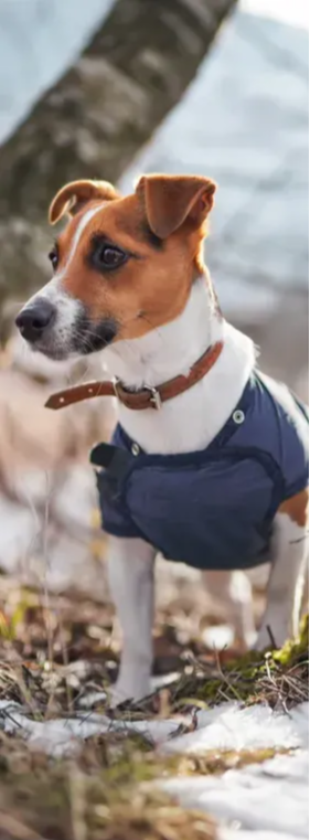 A jack russel terrier with a blue coat on standing on grass with snow on it 