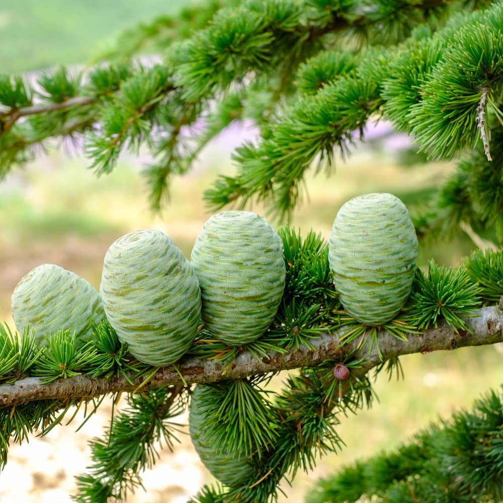 Cedarwood tree with green tree needles and cones