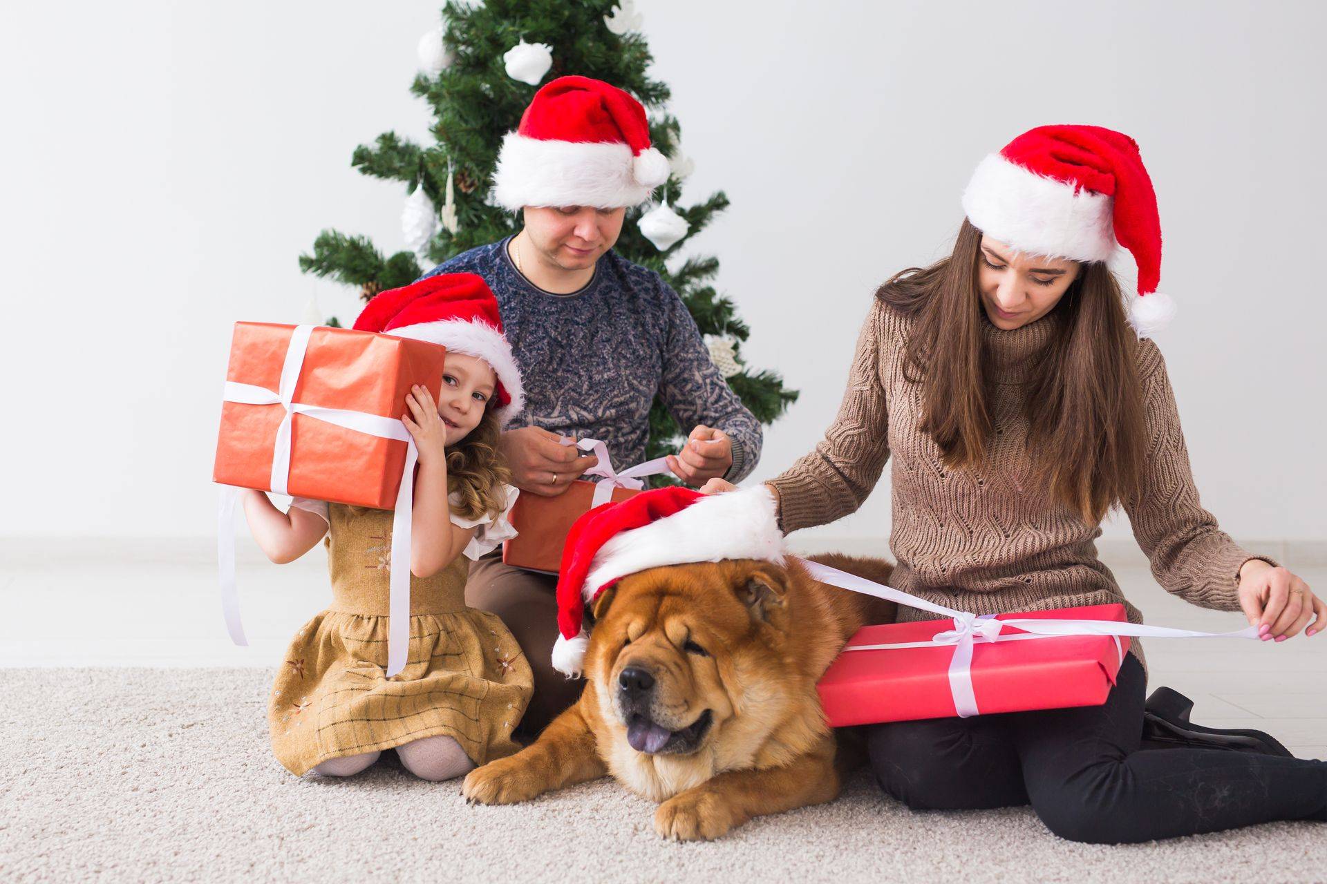 holiday activities to do with pets