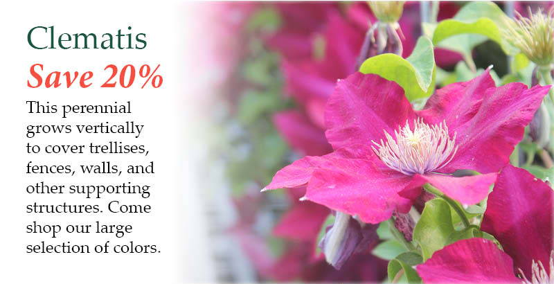 Clematis - Save 20%! This perennial grows vertically to cover trellises, fences, walls, and other supporting structures. Come shop our large selection of colors.