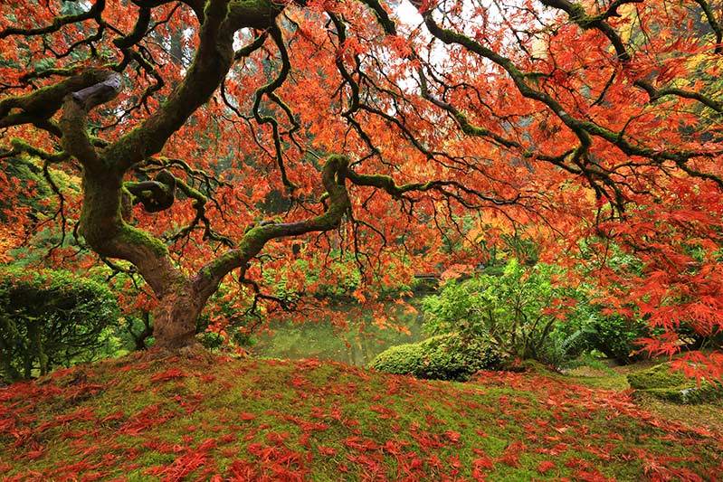 portland japanese garden