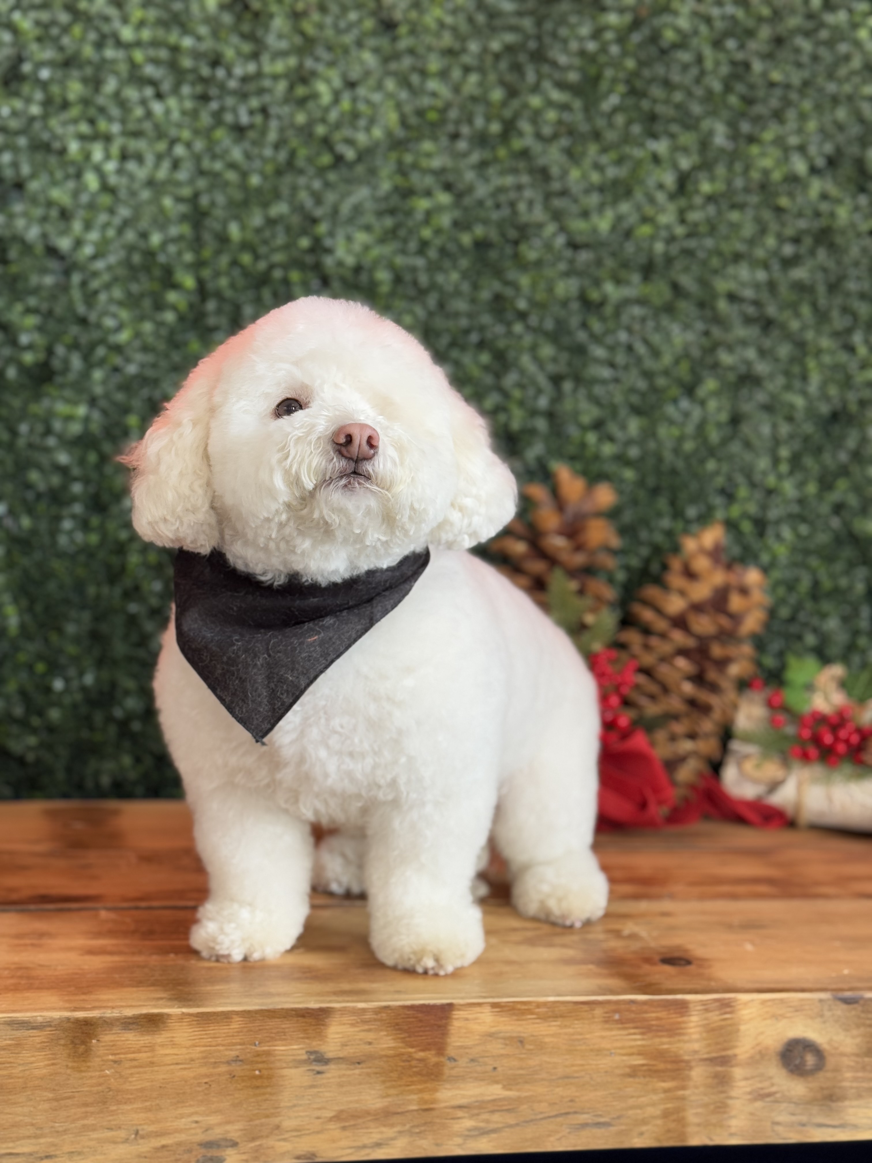 Fluffy white dog wearing a dark bandana after grooming