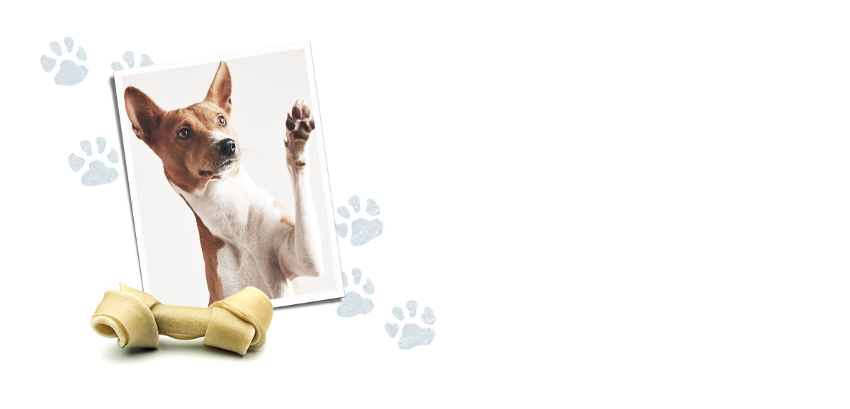 A photo of a dog with paw prints