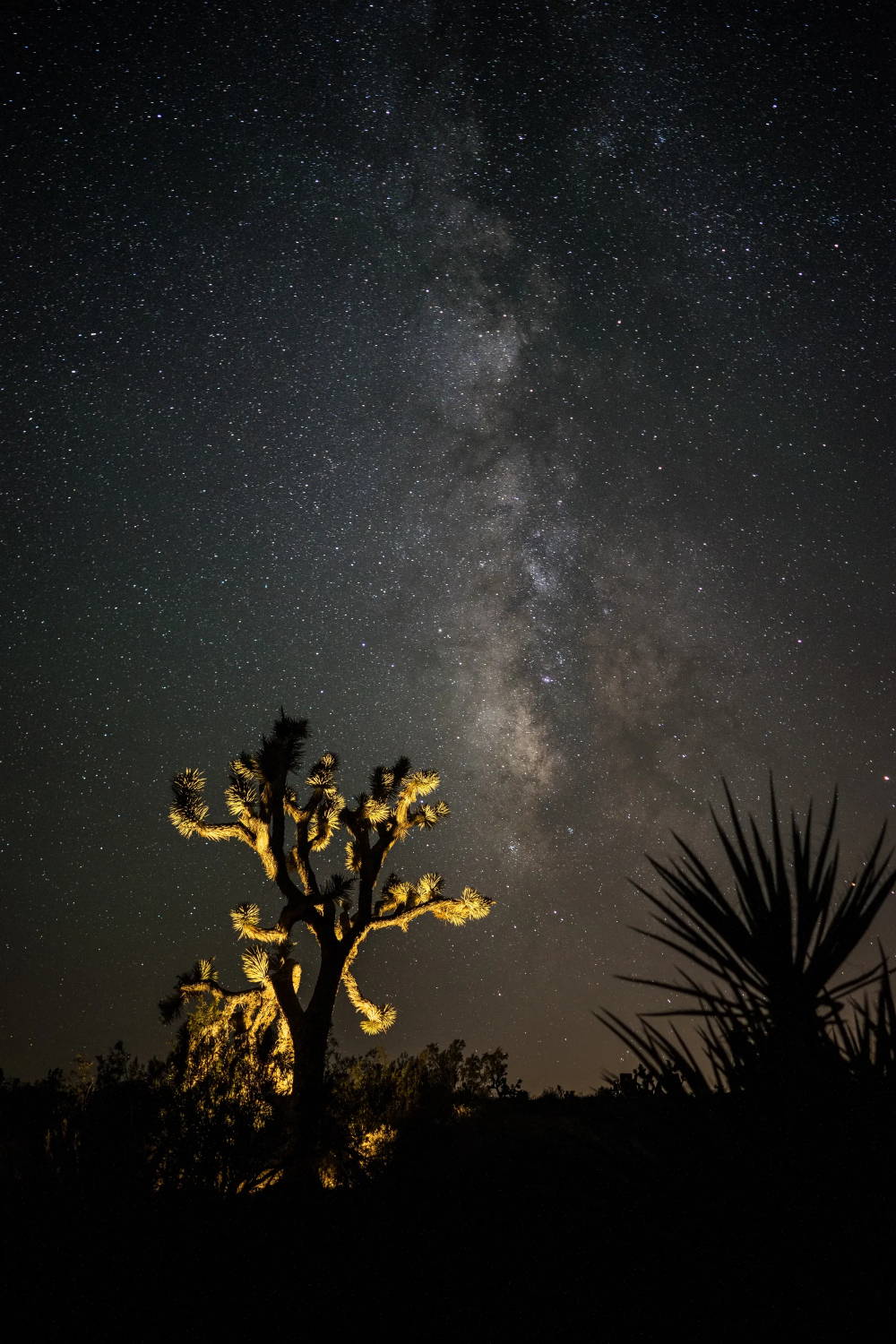 Desert plants illuminated at night under the stars