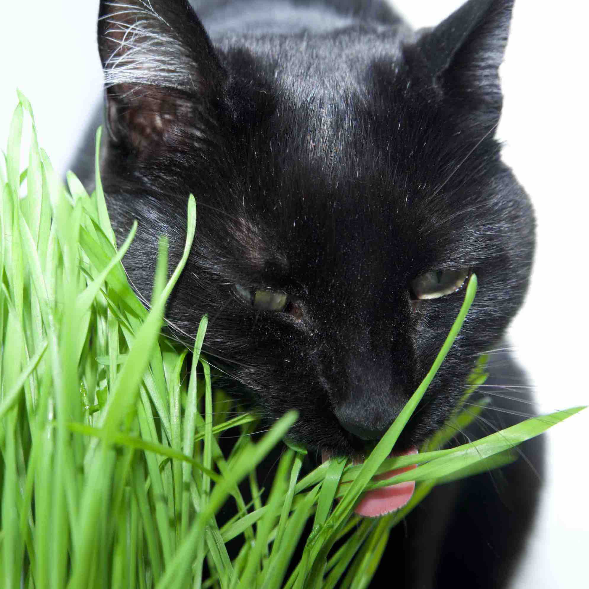 Black cat eating grass grown in a cat grass kit.