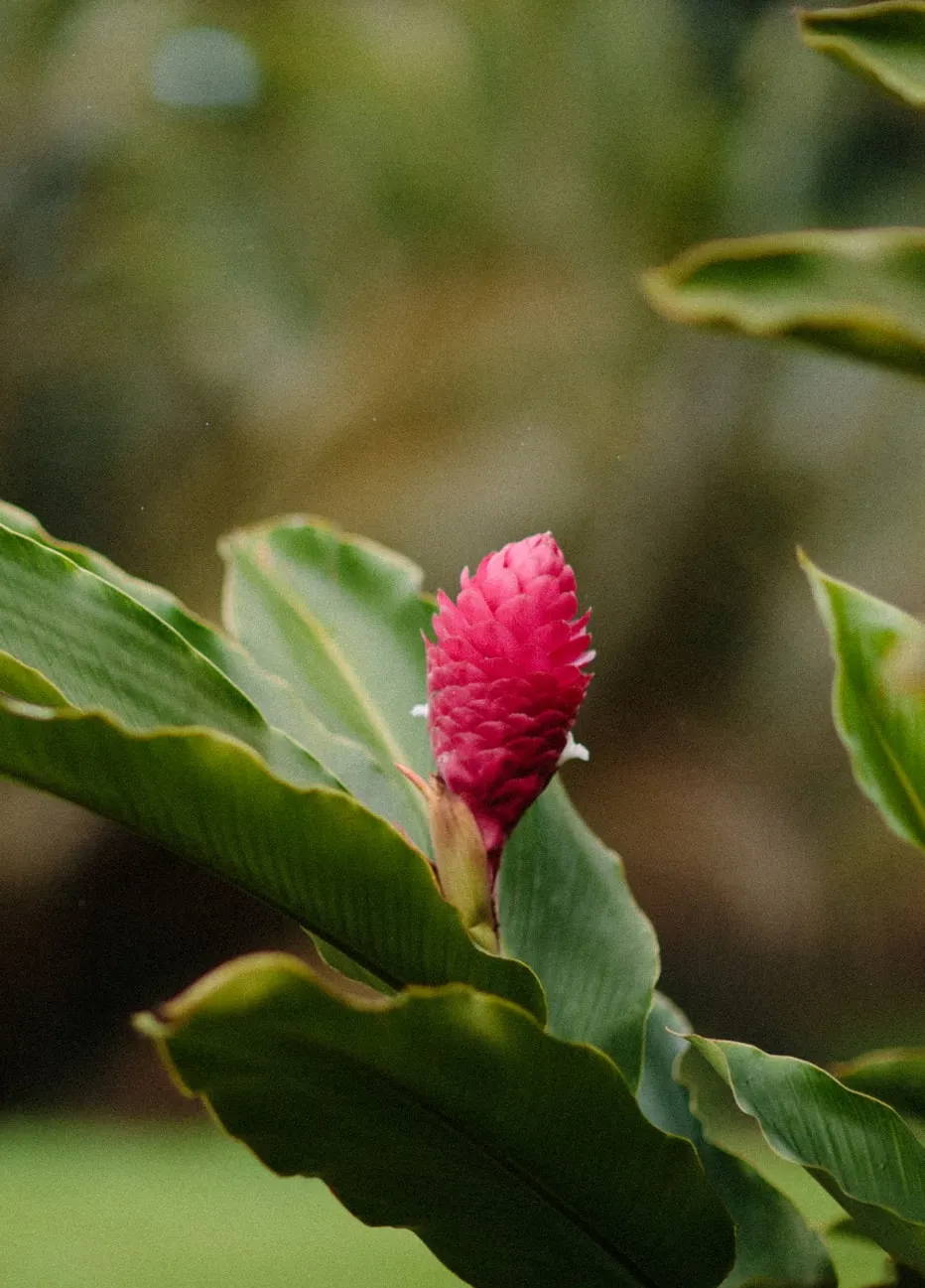 Pink Hawaiian flower
