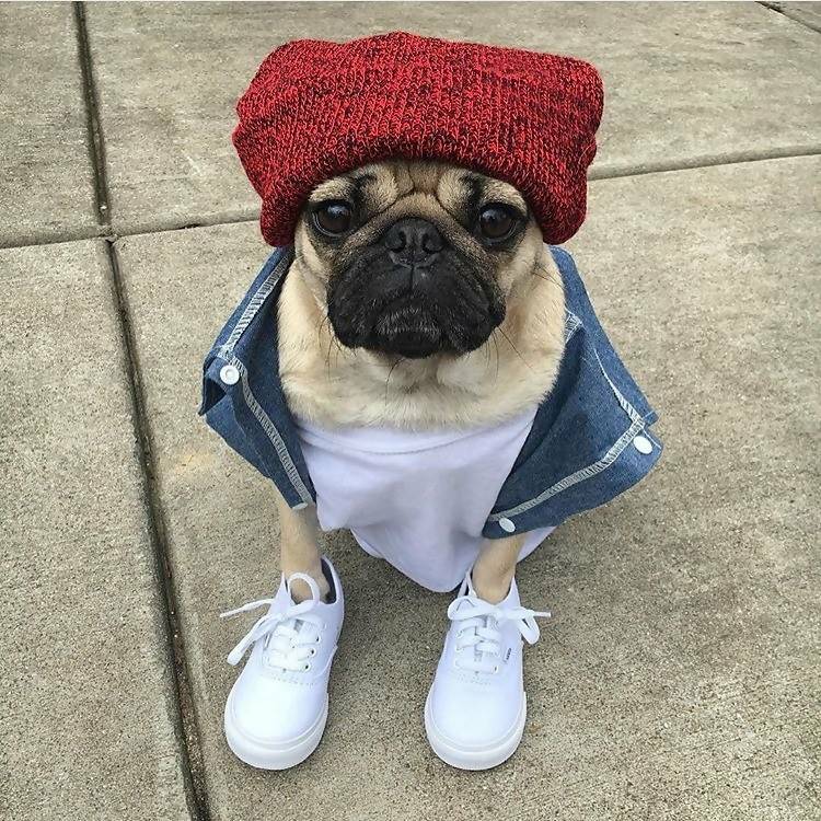 A Pug dressed from head to toe