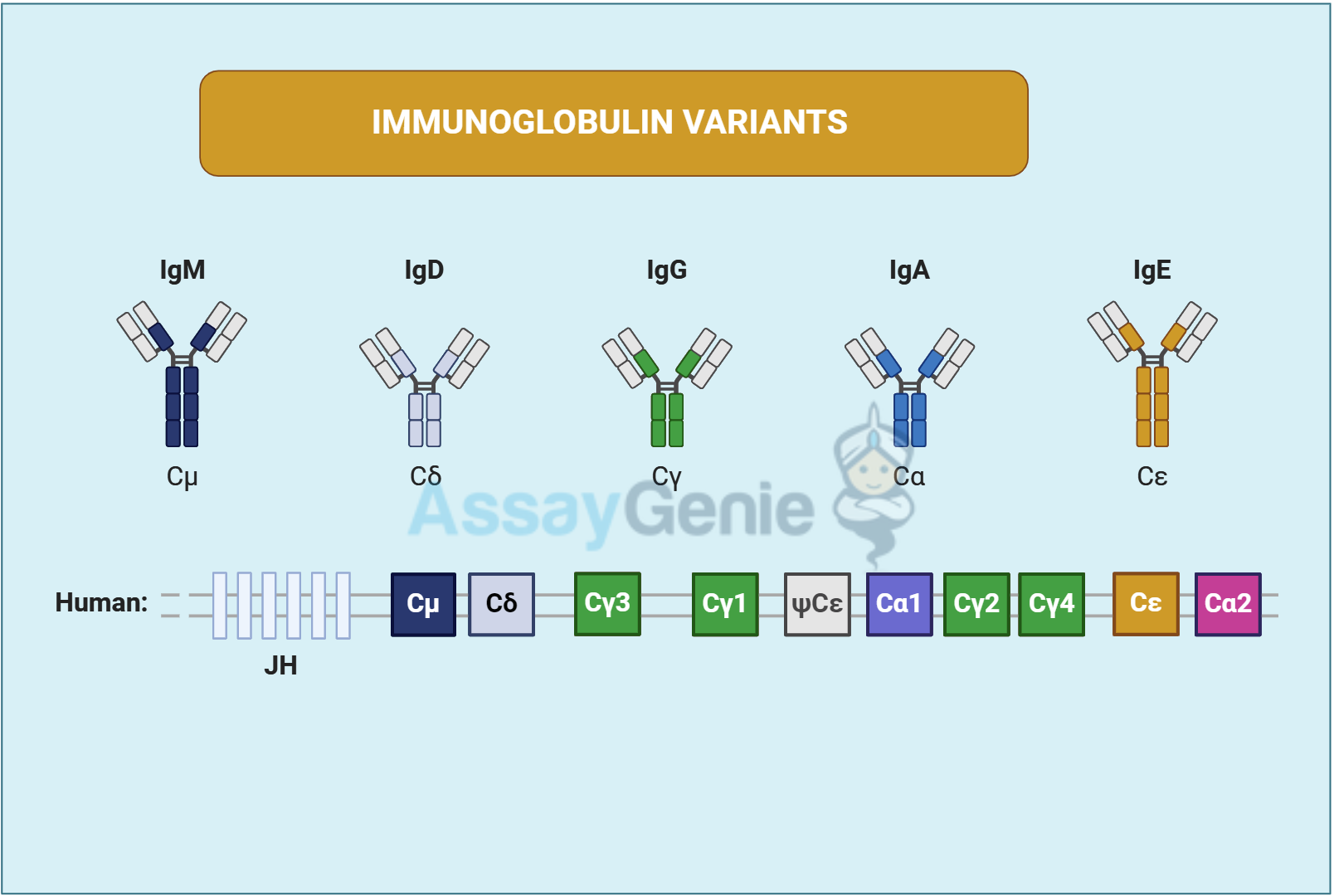 Variants of immunoglobulin