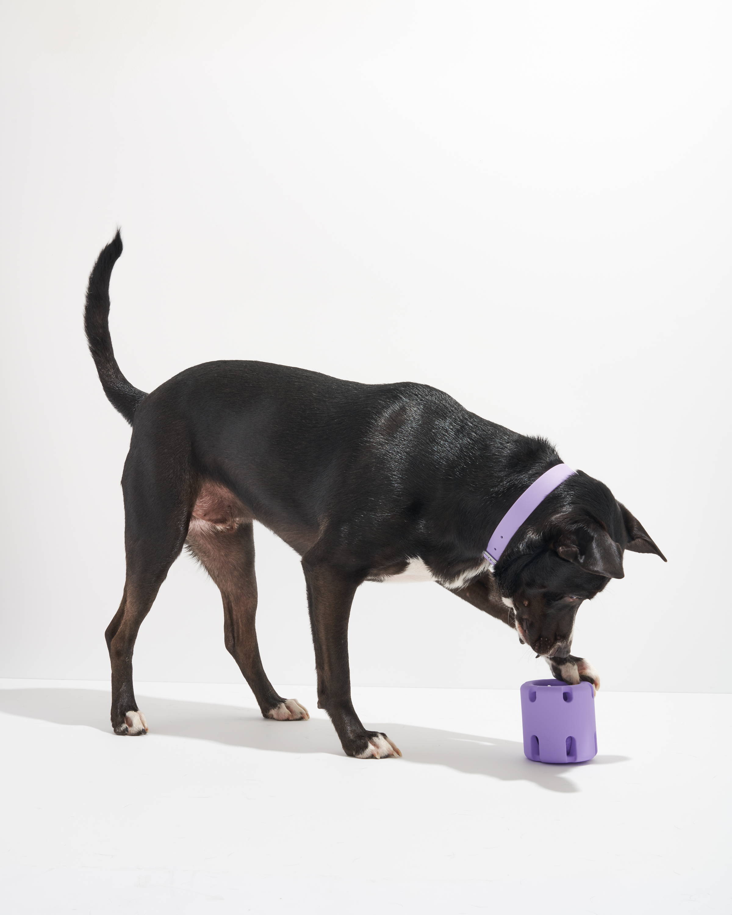 Wild One Lilac Tennis Tumble Dog Toy, Medium