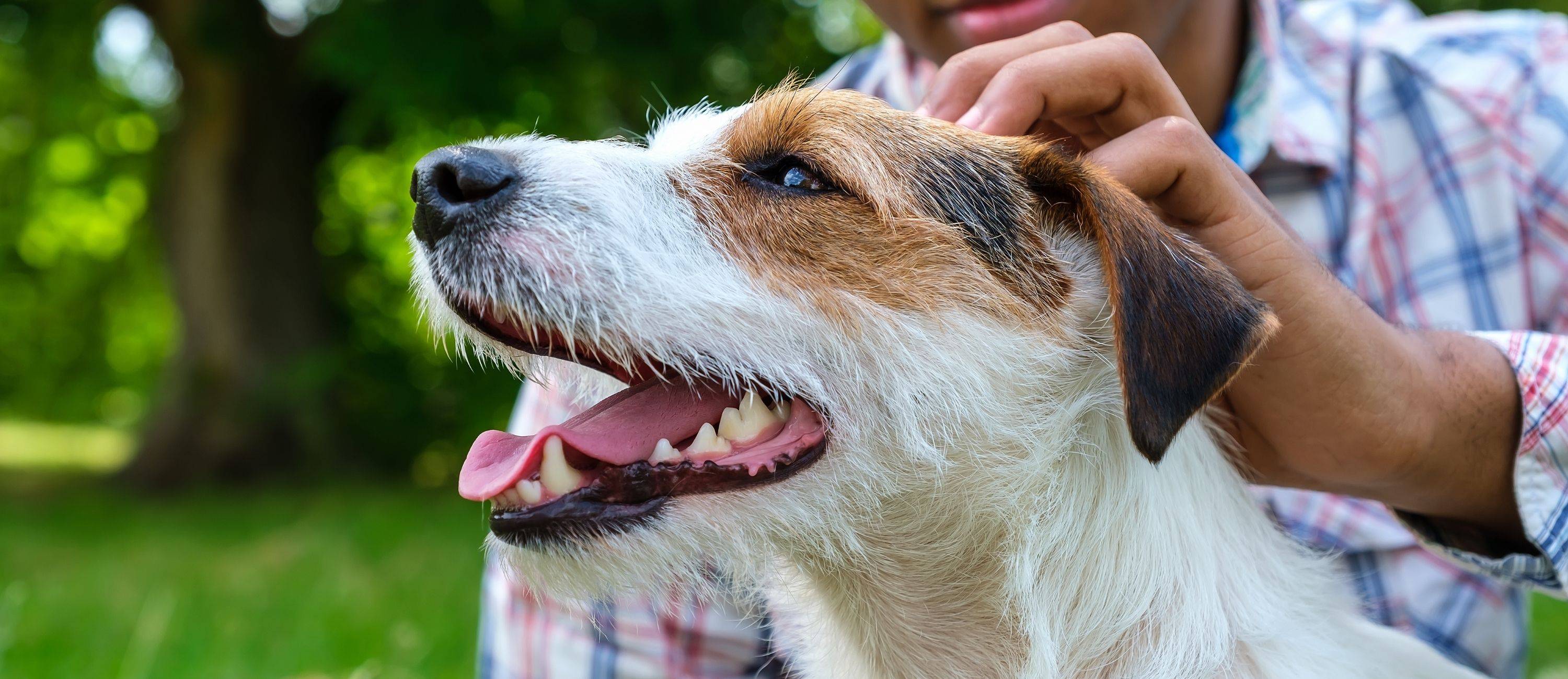Treatments for Dog Diarrhea  - Dog Probiotics, Dog FMT Capsules, and Dog Prebiotics
