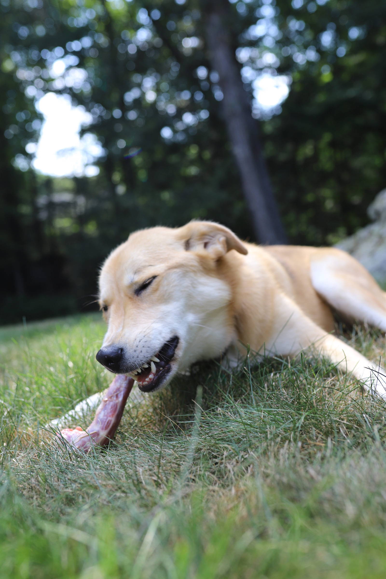 Yellow puppy laying on grass chewing on a raw bone with eyes closed.