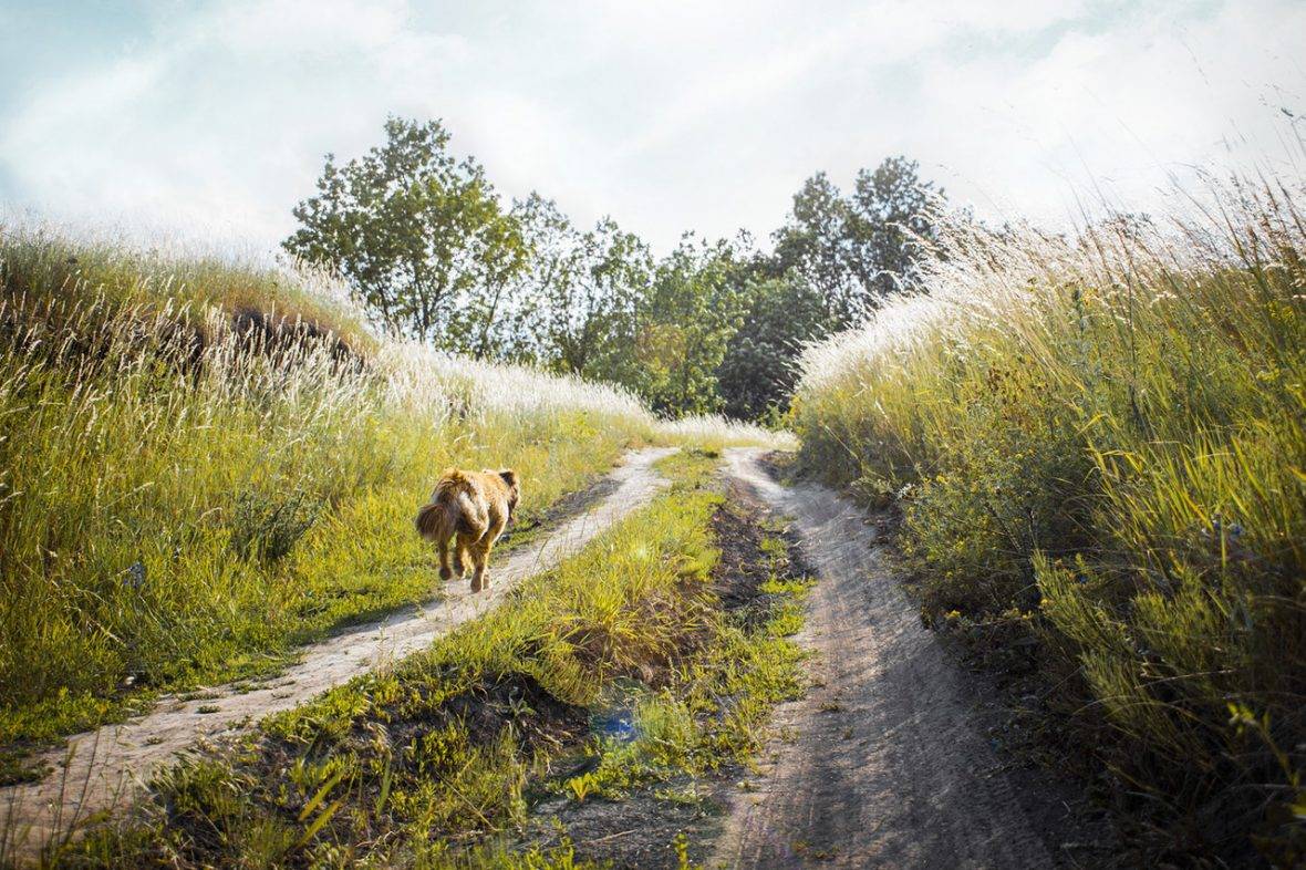 A Dog Running On Grass