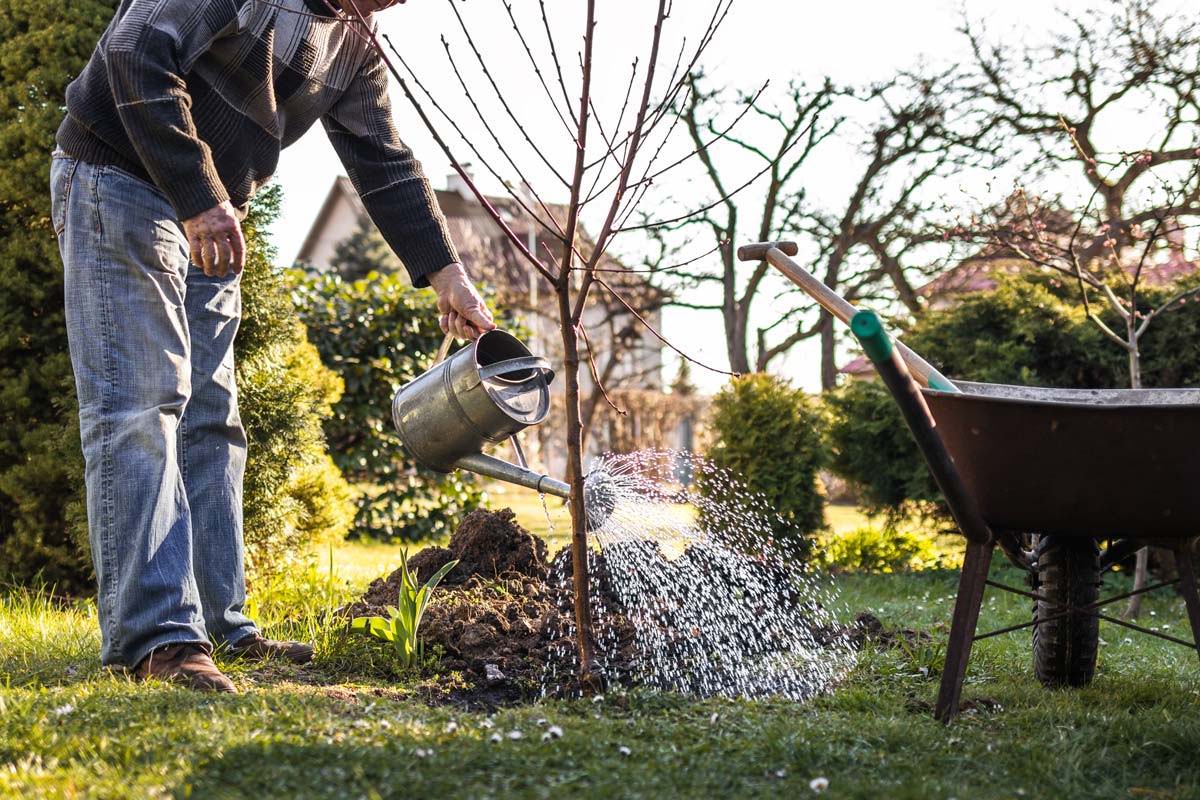 Watering freshly planting fruit trees in the fall