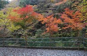 【神奈川】白石オートキャンプ場：川のせせらぎと紅葉の癒し空間！