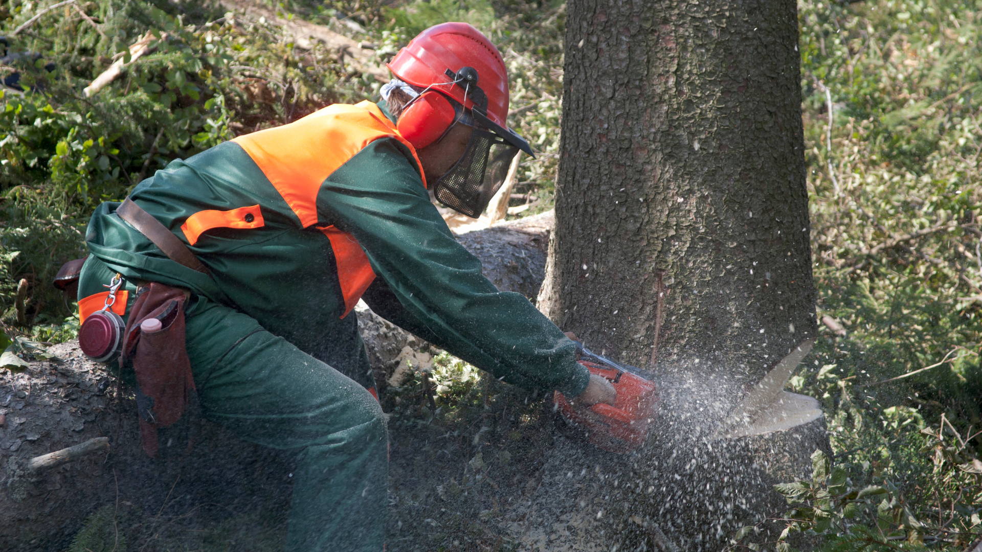 forestry expert cutting down a tree wearing safety equipment