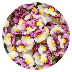 Photo of Aromance® Plum Honey Nemesia