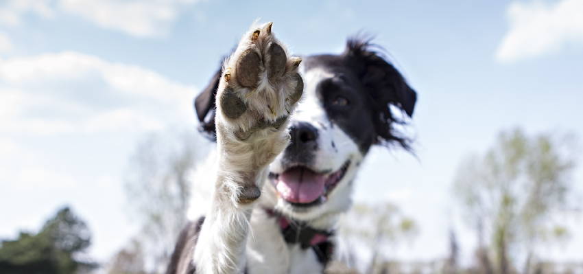 Image of a joyful dog in the field, proudly showing its paw to the camera. 