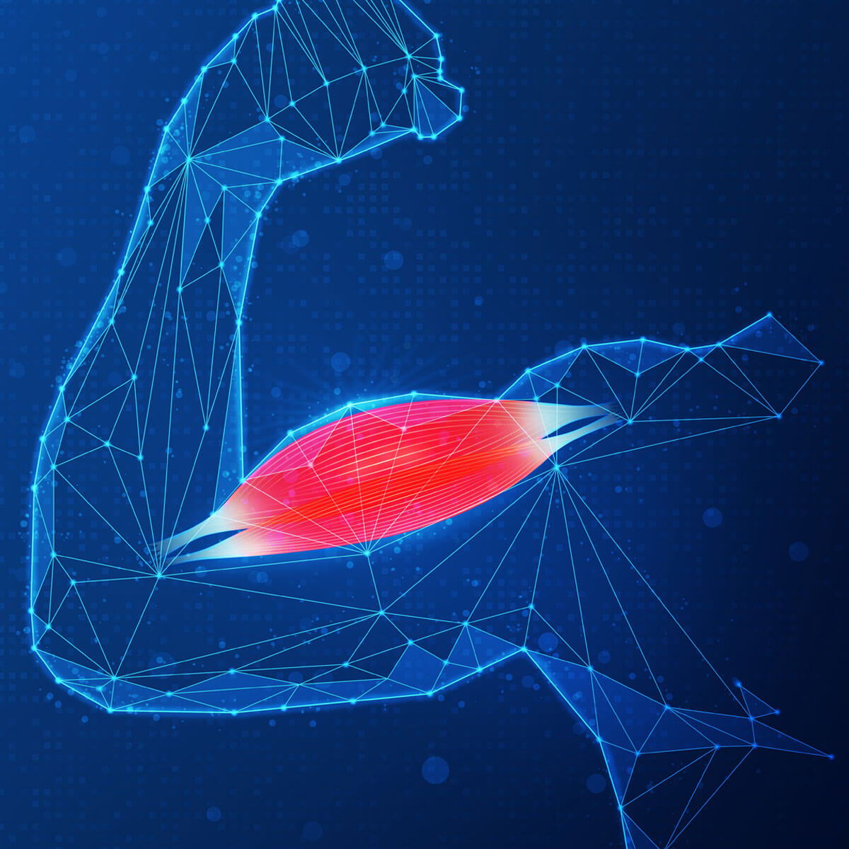 the relationship between muscle tissue and metabolic energy expenditure