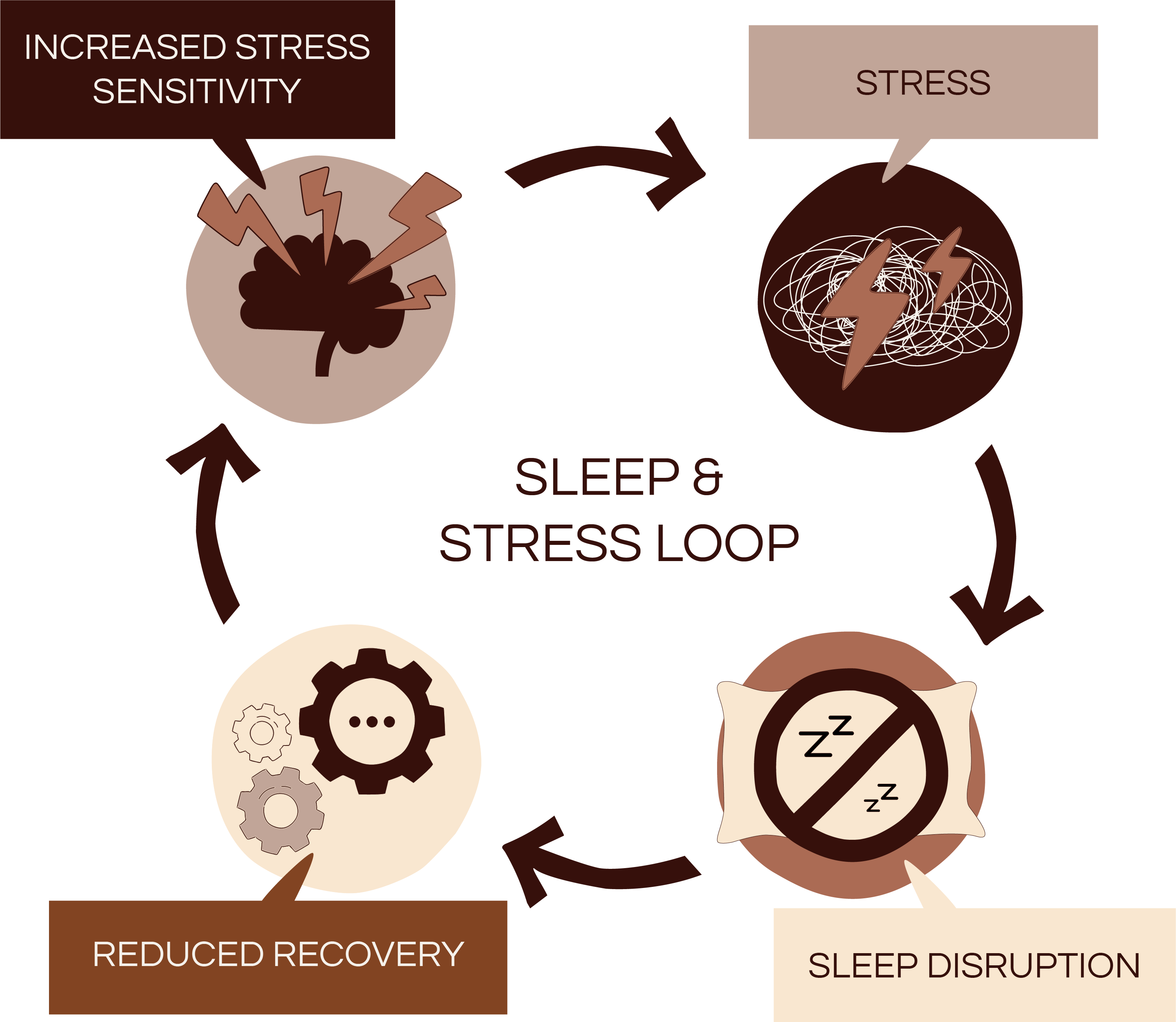 Diagram showing the sleep and stress loop effects on recovery and sensitivity.
