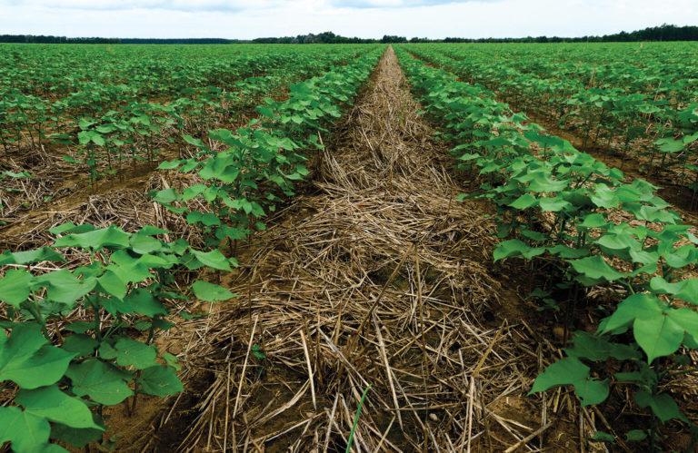 Rows of green crops in a field with straw covering the soil.