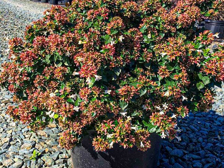 Abelia Abelia Varieties Plantingtree