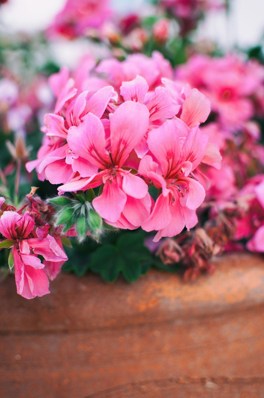 a close up of pink flowers in a pot