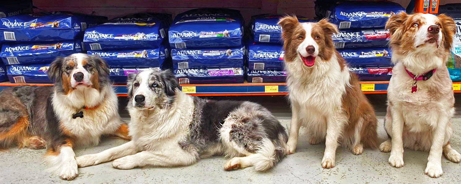 Four Australian dogs in a pet store in front of a shelf full of dog food