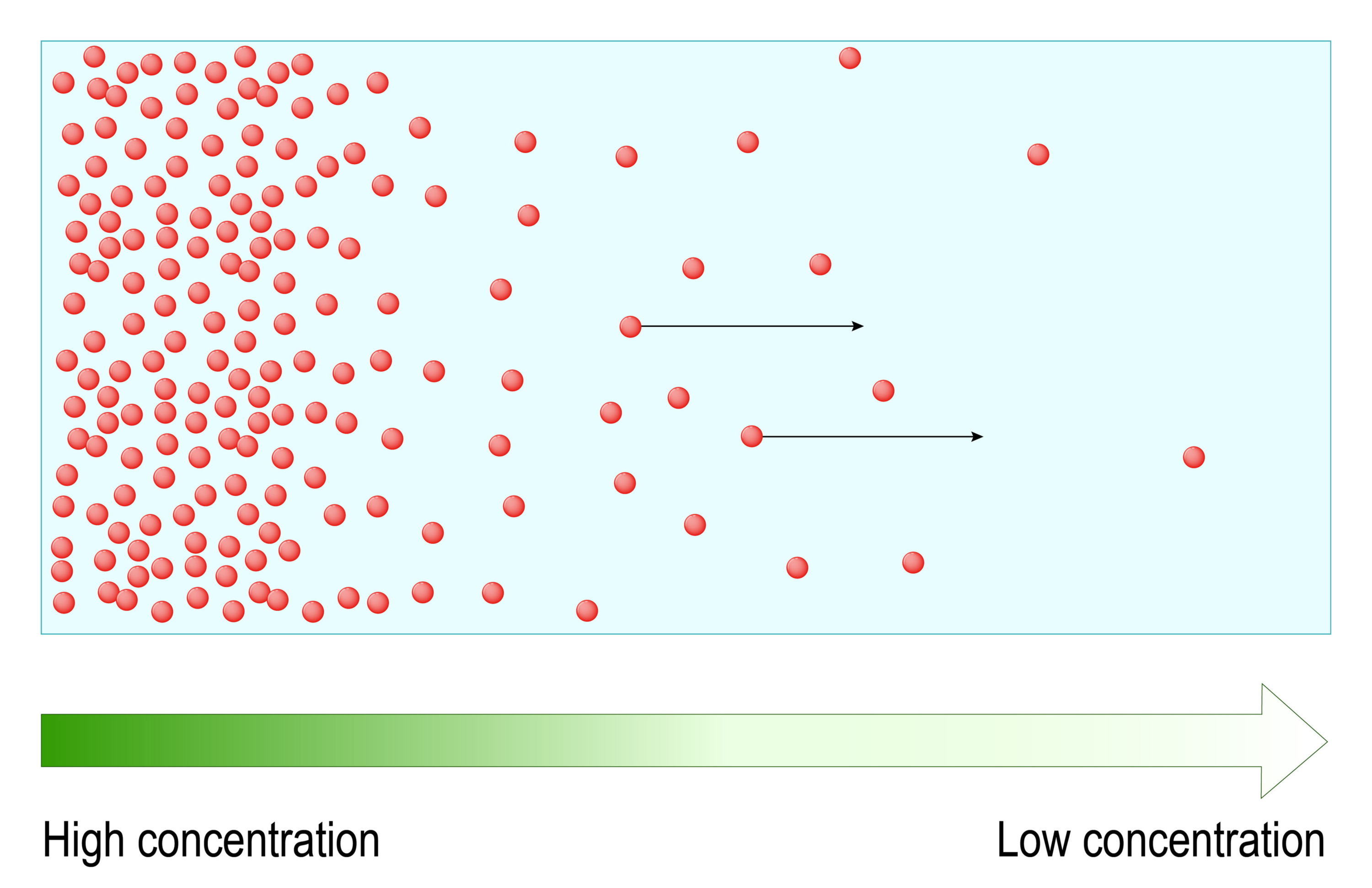 Diagram illustrating diffusion from high to low concentration.
