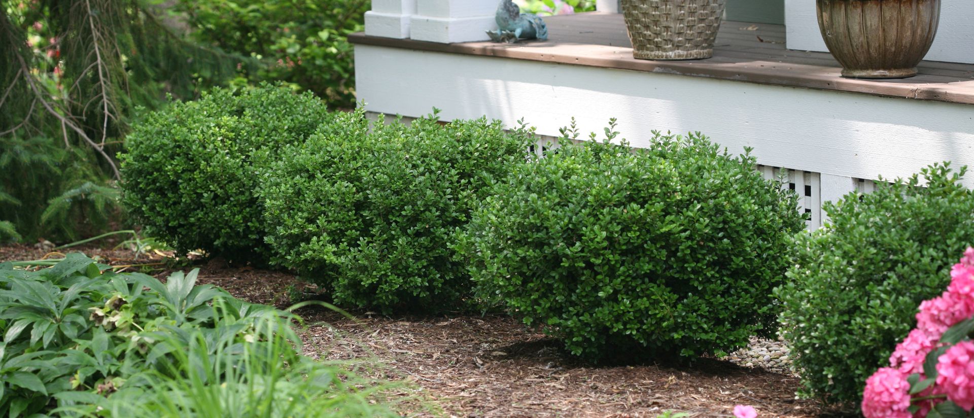 Photo scene of 4 Buxus Sprinter planted in a row in front of a house