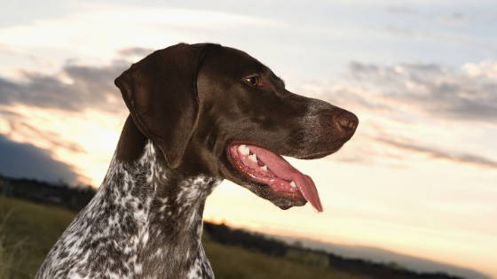 German Shorthaired Pointer with a sunset behind the dog