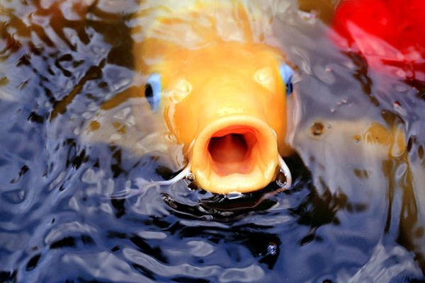pond fish with open mouth