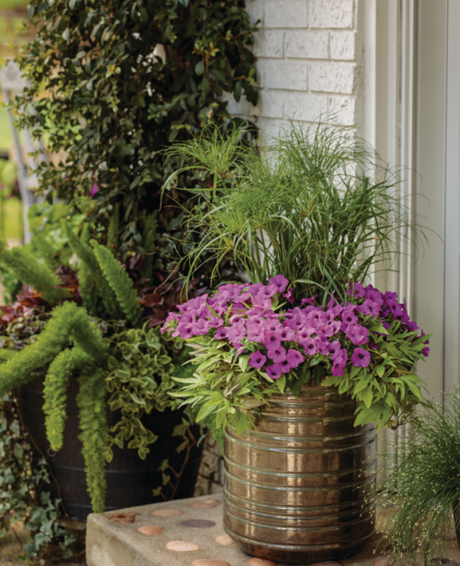 Graceful Grasses® Prince Tut™, Supertunia Vista® Jazzberry® Petunia, Sweet Caroline Medusa™ Green planted in an up right pot on a porch