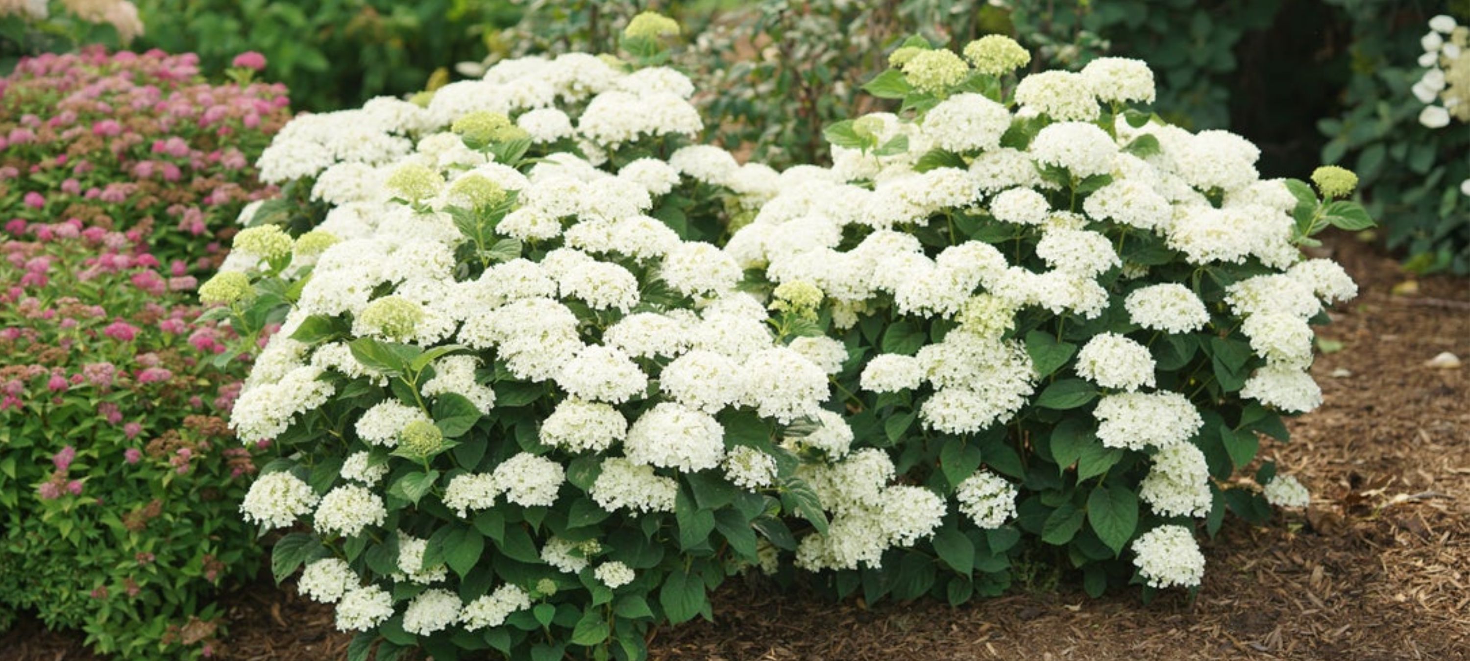 Photo of Invincibelle Wee White 2.0 Smooth Hydrangea