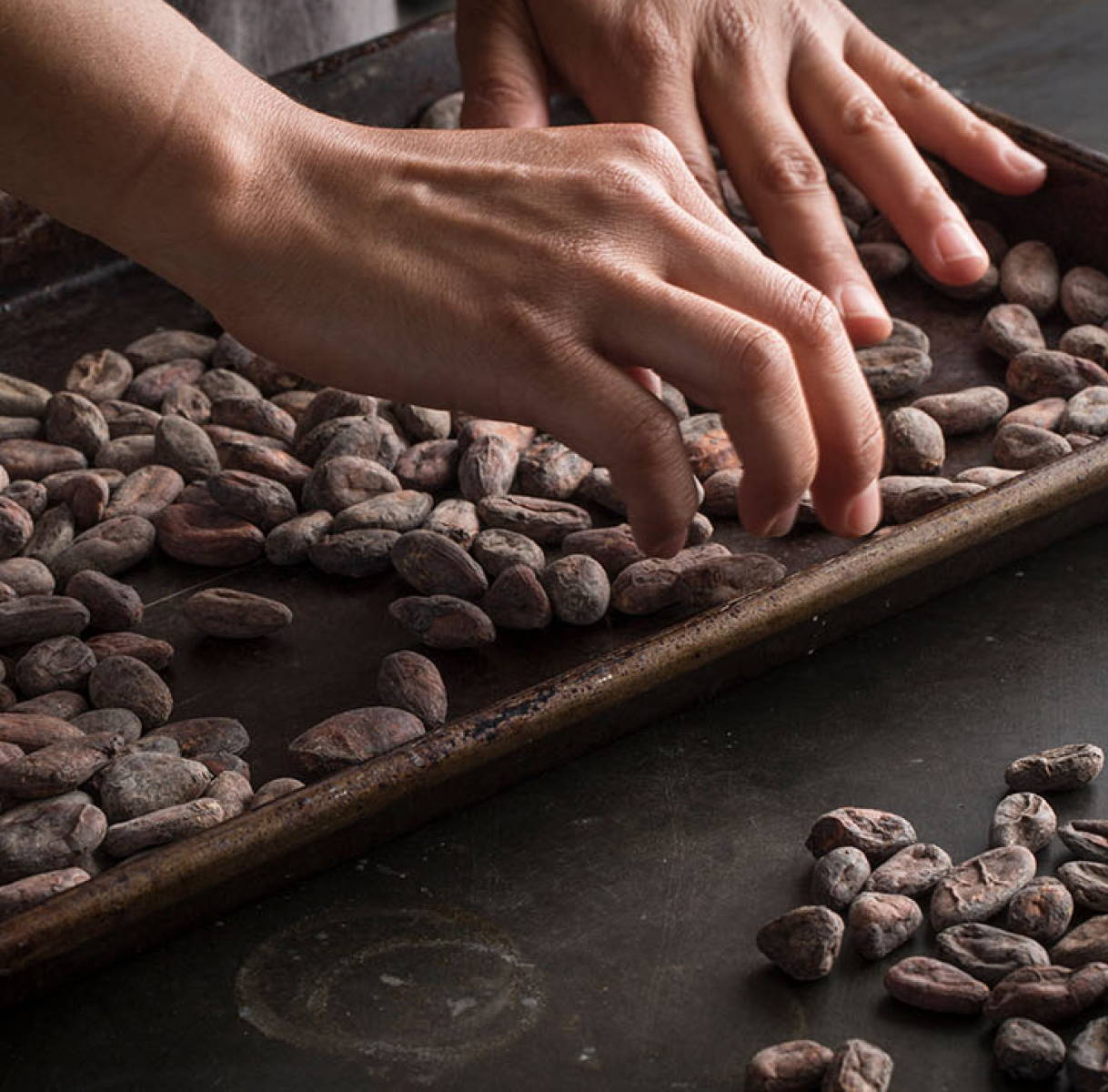 Hands sorting through cocoa beans
