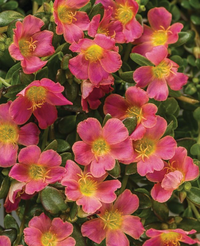 Photo of Mojave® Fuchsia Purslane (Portulaca umbraticola)