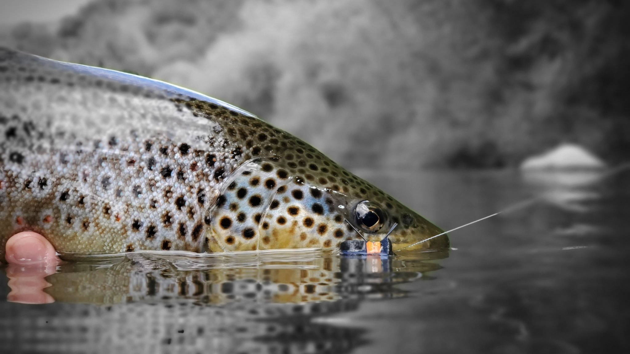 Brown Trout from Patagonia