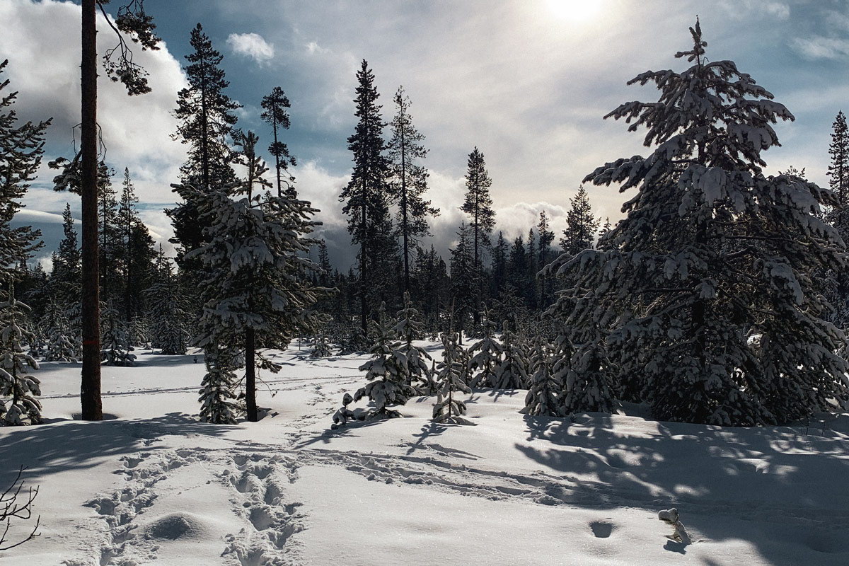 A mountain forest filled with snow.