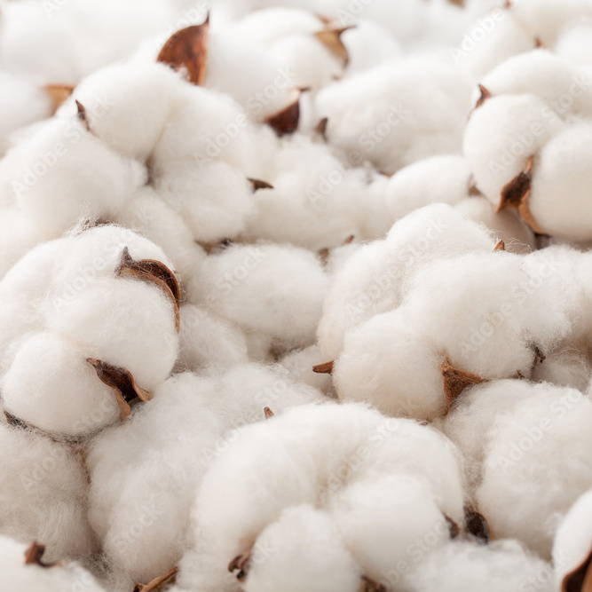 Bundle of Organic Cotton