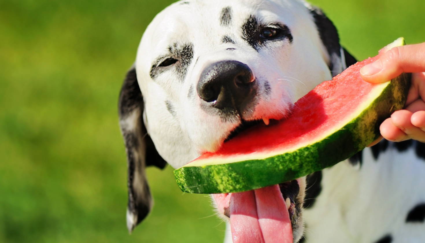 Foods Your Dog Can And Can't Have