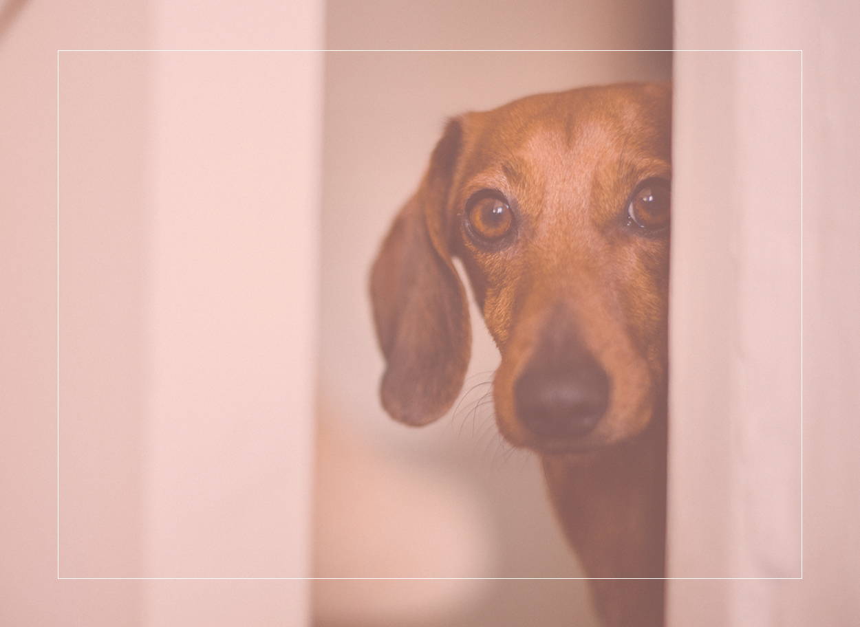 Allergic to dogs? This little brown dachshund, peeking round the door, could give you a runny nose and the sniffles