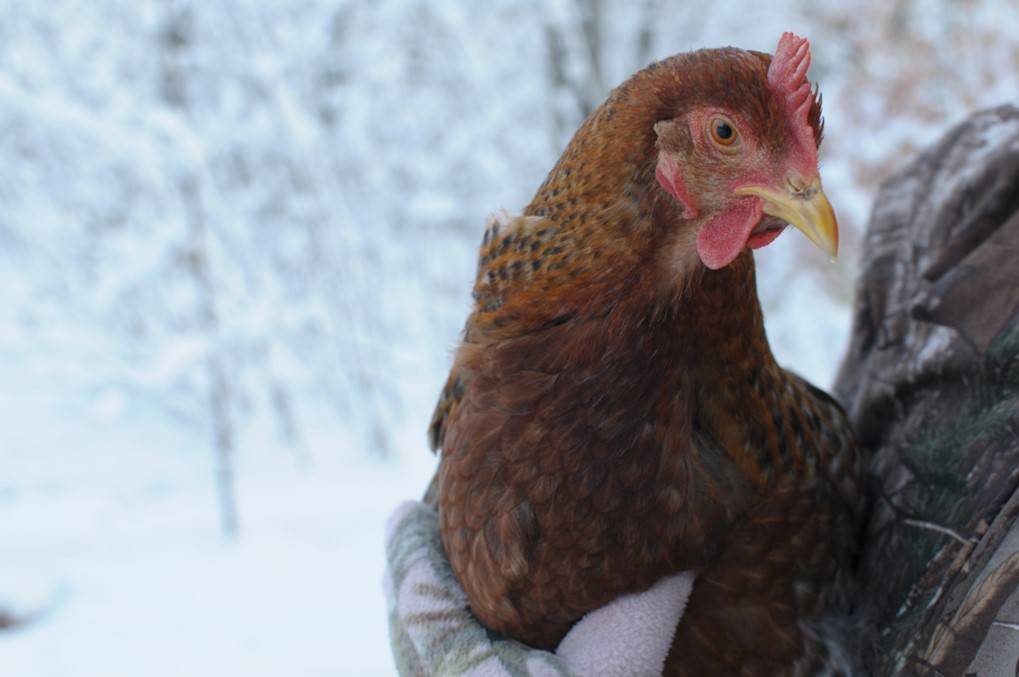 5 Steps to Winterize Your Chicken Coop