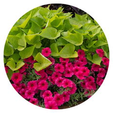 Green and Pink annuals planted together
