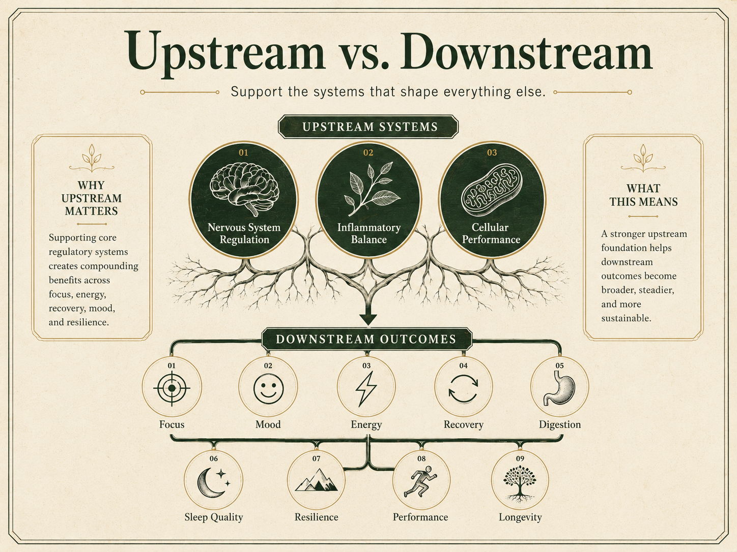 upstream nervous system and inflammation and cell health regulation is the foundation of all downstream health outcomes 